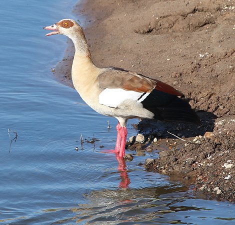 Nilgans