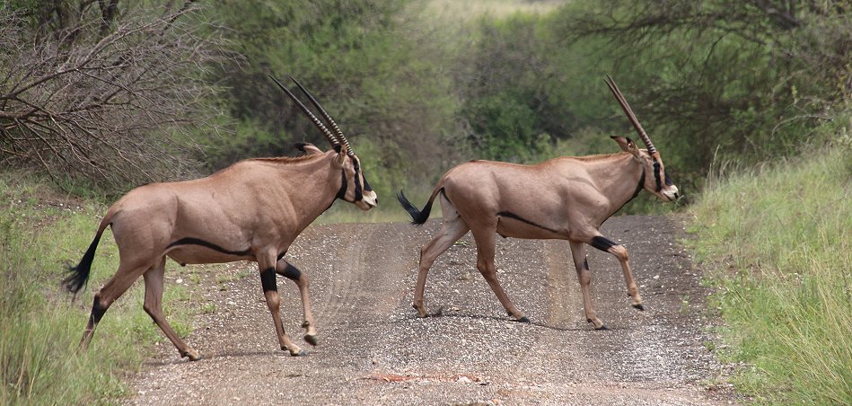 Büschelohroryx (Oryx beisa calliotis)