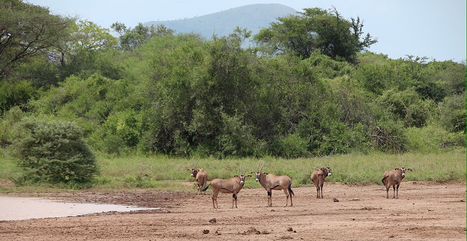 Büschelohroryx (Oryx beisa calliotis)