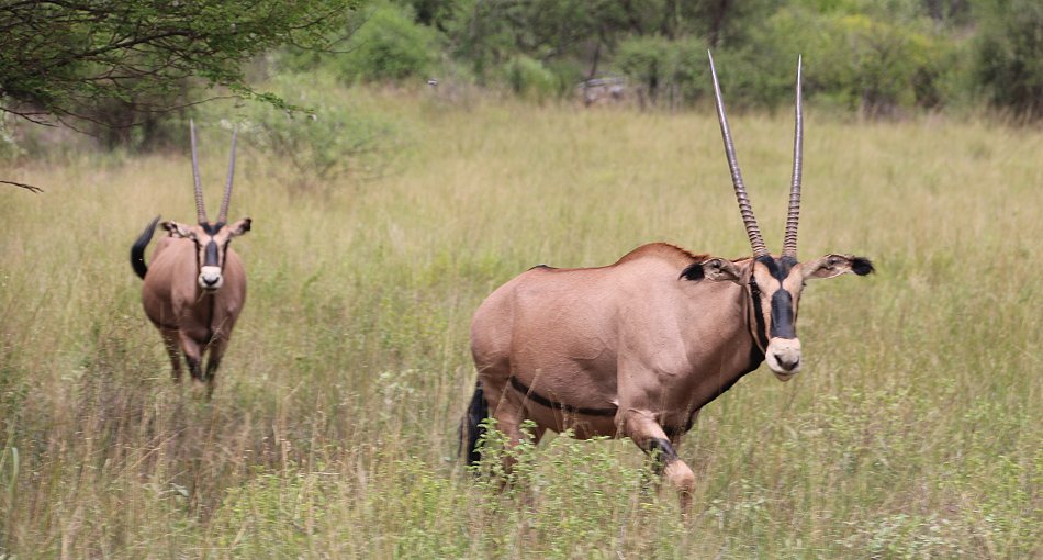 Büschelohroryx (Oryx beisa calliotis)