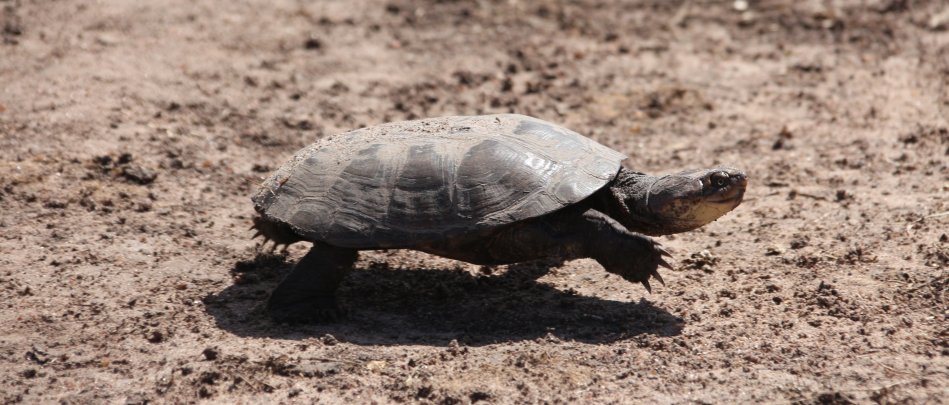 Klappbrustschildkröte