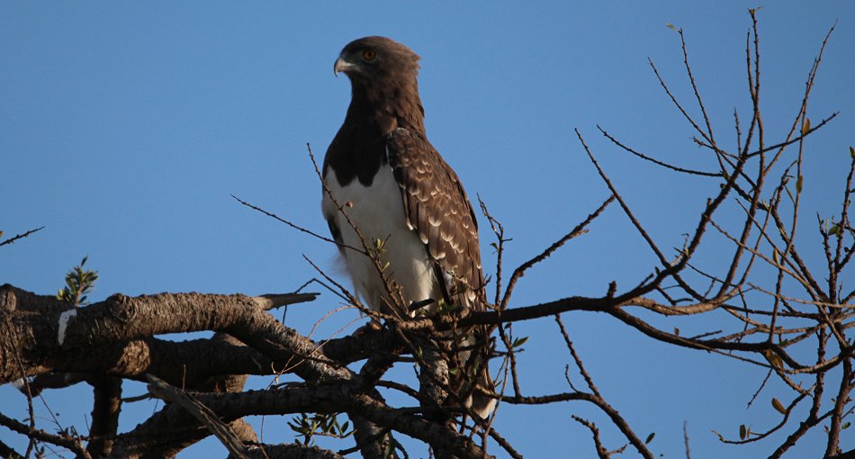 Schwarzbrustschlangenadler