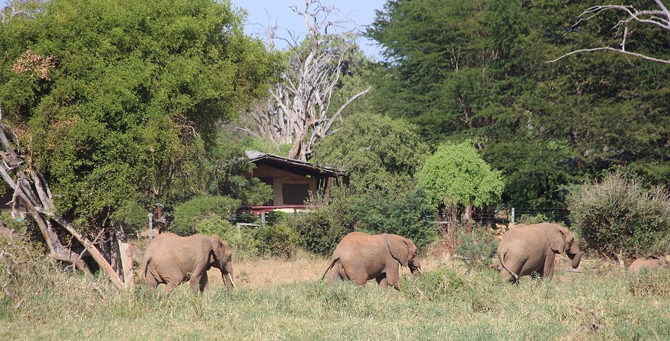 Sentrim (Tarhi) Camp, Tsavo Ost