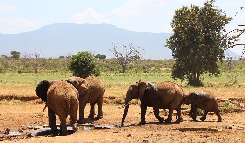Sentrim (ex Tarhi) Tsavo Camp - Tsavo Ost National Park