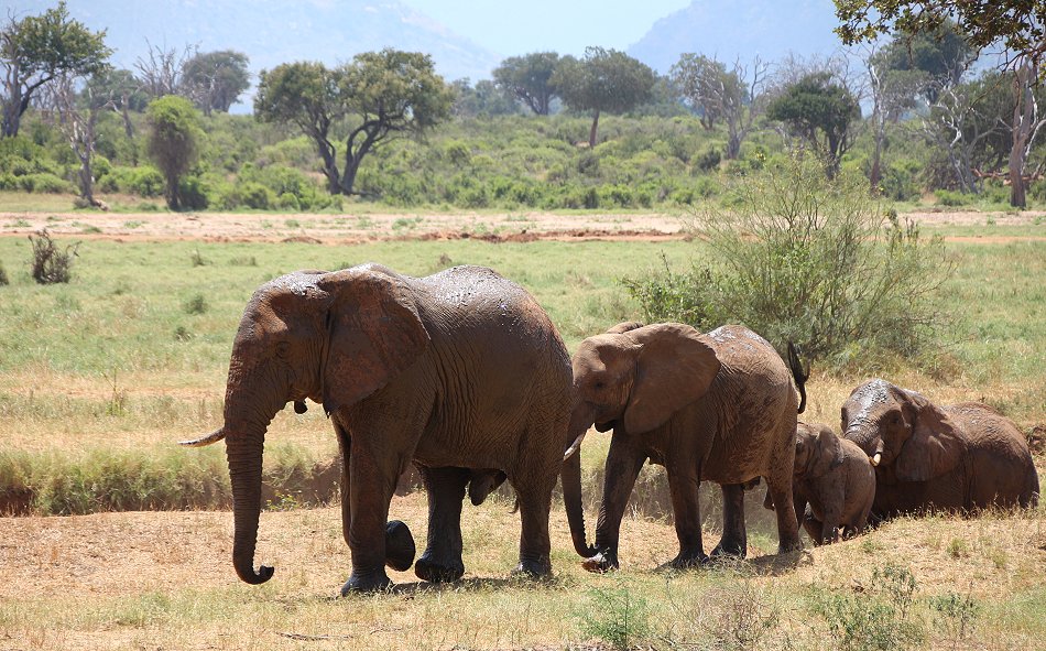 Sentrim (ex Tarhi) Tsavo Camp - Tsavo Ost National Park