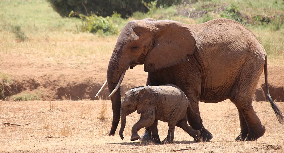 Sentrim (ex Tarhi) Tsavo Camp - Tsavo Ost National Park