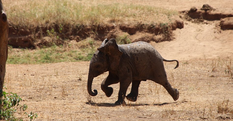Sentrim (ex Tarhi) Tsavo Camp - Tsavo Ost National Park