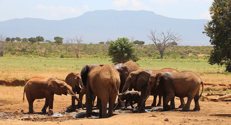 Sentrim (ex Tarhi) Tsavo Camp - Tsavo Ost National Park