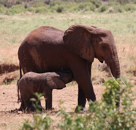 Sentrim (ex Tarhi) Tsavo Camp - Tsavo Ost National Park