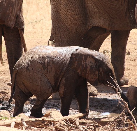 Sentrim (ex Tarhi) Tsavo Camp - Tsavo Ost National Park