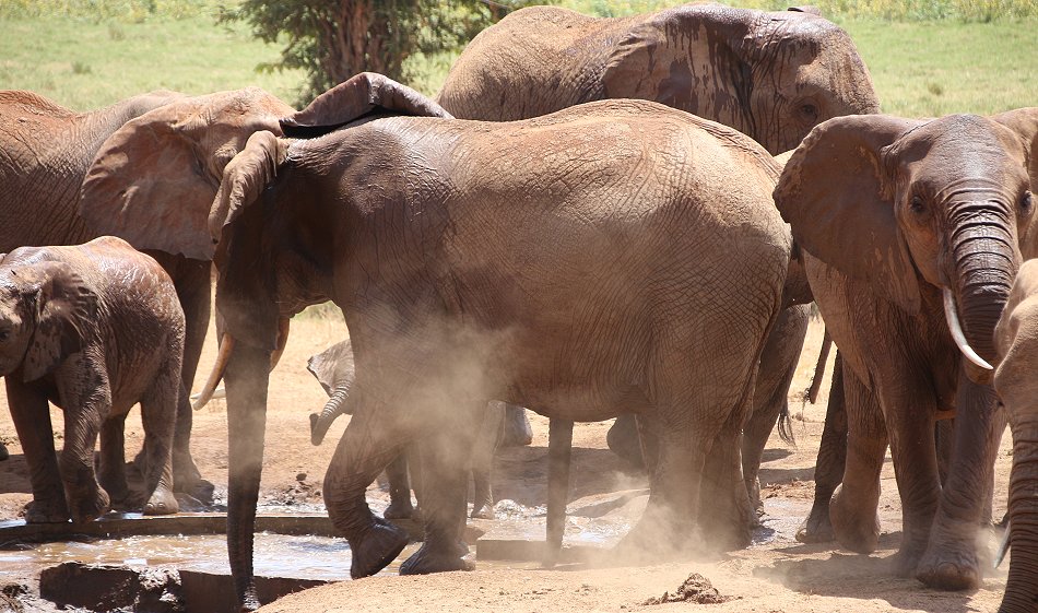Sentrim (ex Tarhi) Tsavo Camp - Tsavo Ost National Park