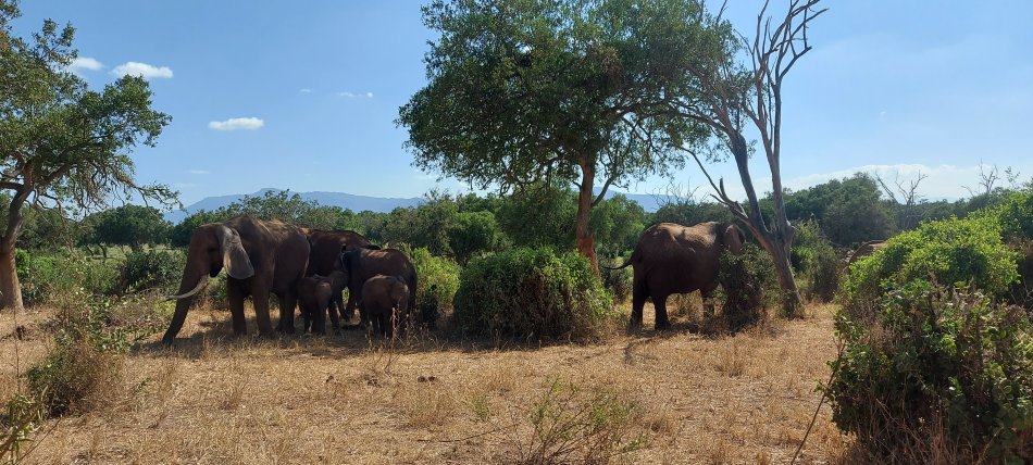 Sentrim (ex Tarhi) Tsavo Camp - Tsavo Ost National Park