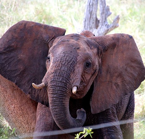 Sentrim (ex Tarhi) Tsavo Camp - Tsavo Ost National Park