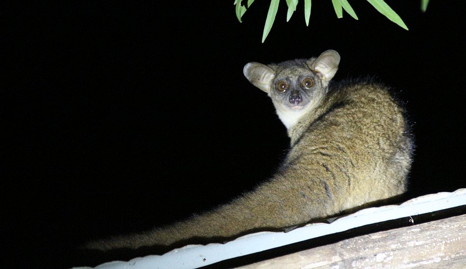 Bushbaby im Sentrim Camp