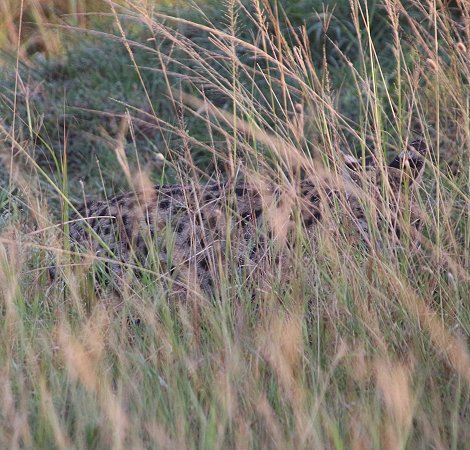 Serval