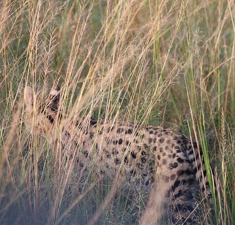 Serval