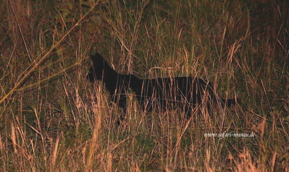 Melanistic Serval