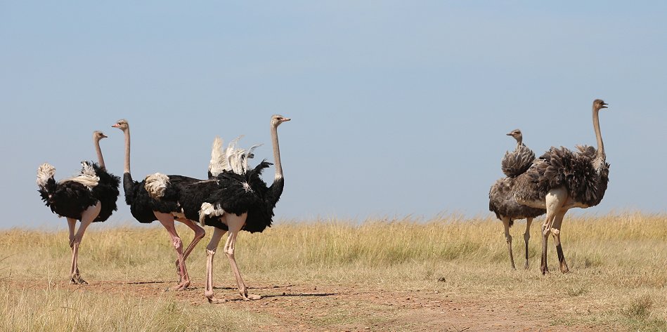Masai Mara Wildlife