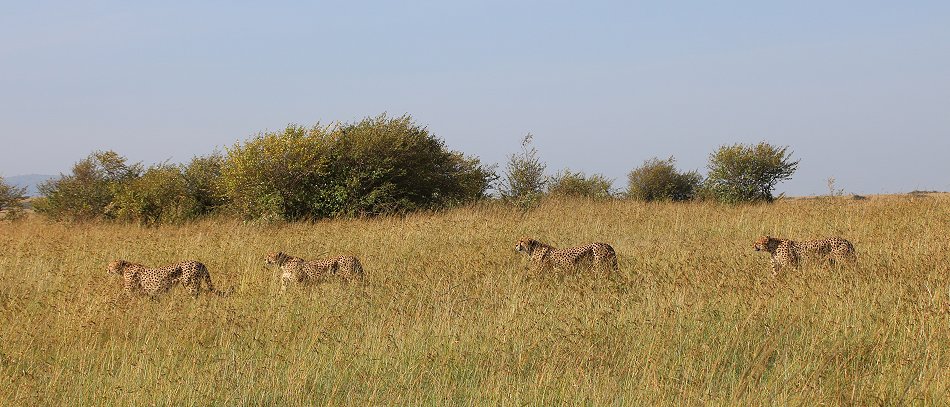 Tano Boro, Geparden