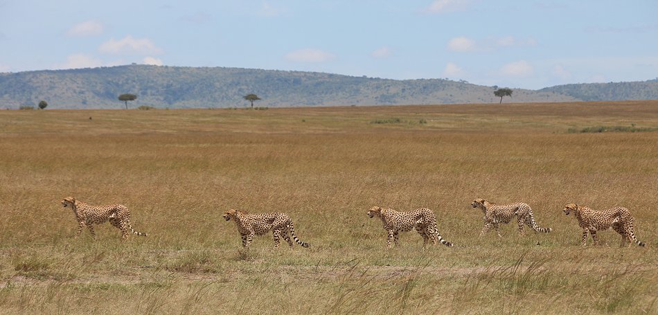 Tano Boro, Geparden