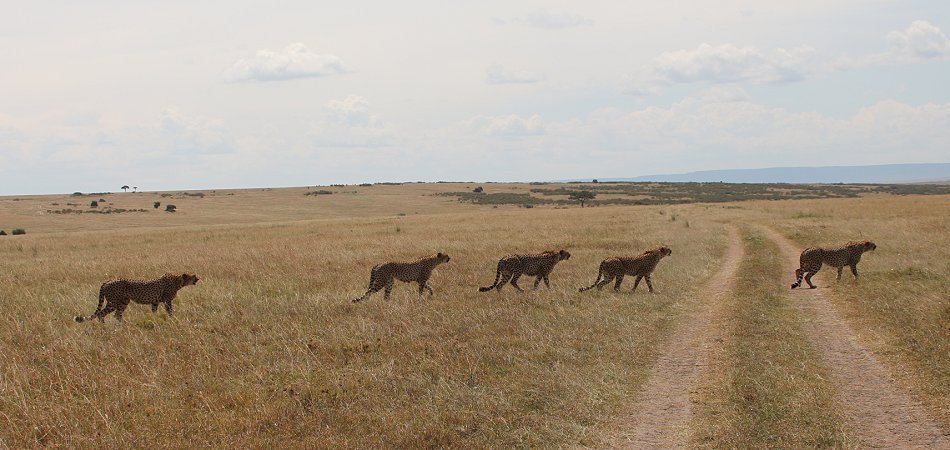 Tano Boro, Geparden
