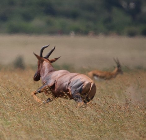 Tano Boro, Geparden