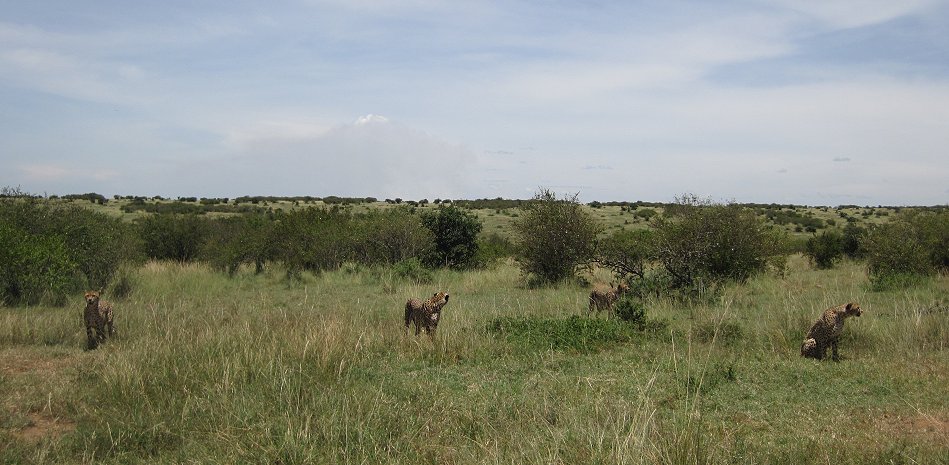Tano Bora, fünf Geparden Männchen auf der Jagd