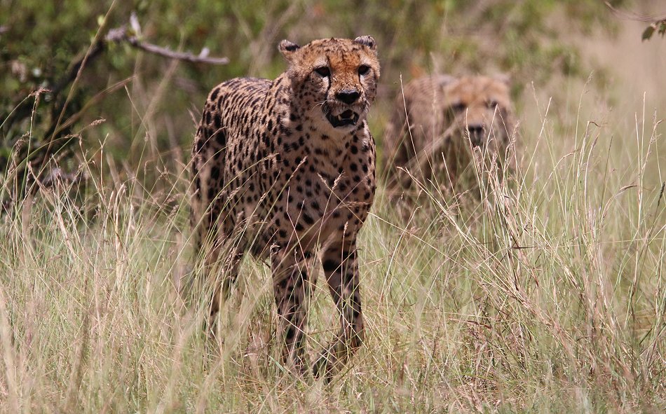 Tano Bora, fünf Geparden Männchen auf der Jagd