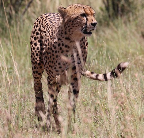 Tano Bora, fünf Geparden Männchen auf der Jagd