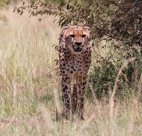 Tano Bora, fünf Geparden Männchen auf der Jagd