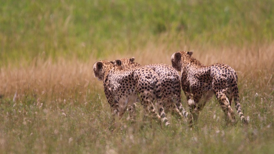 Tano Bora, fünf Geparden Männchen auf der Jagd