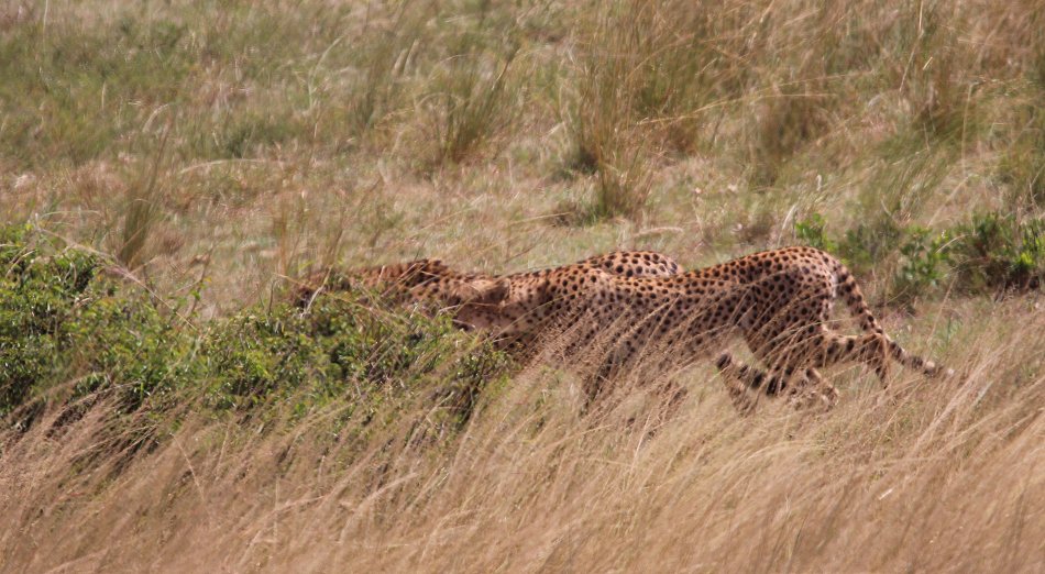 Tano Bora, fünf Geparden Männchen auf der Jagd