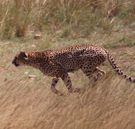 Tano Bora, fünf Geparden Männchen auf der Jagd