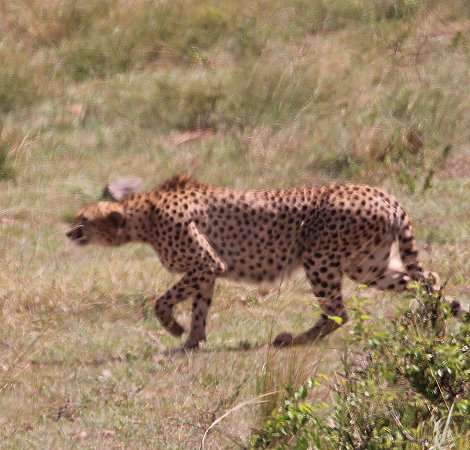 Tano Bora, fünf Geparden Männchen auf der Jagd