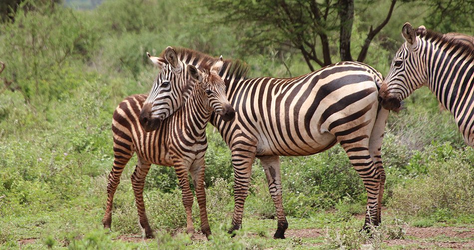 Tawi Reservat, Zebras