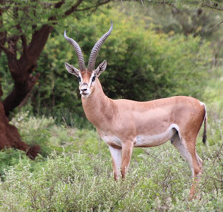 Tawi Reservat, Grantgazelle