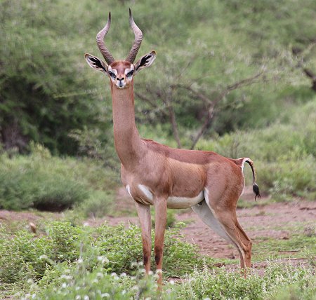 Tawi Reservat, Gerenuk