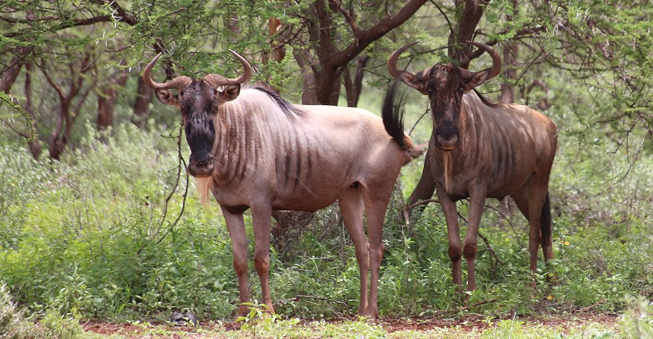 Tawi Reservat, Gnus