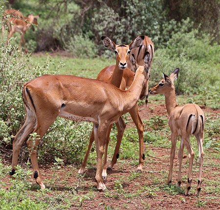 Tawi Reservat, Impalas