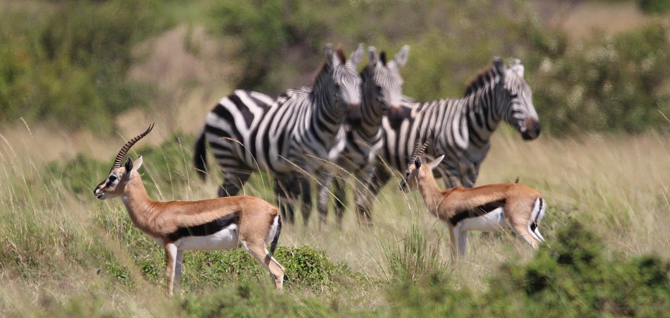 Mara Wildlife