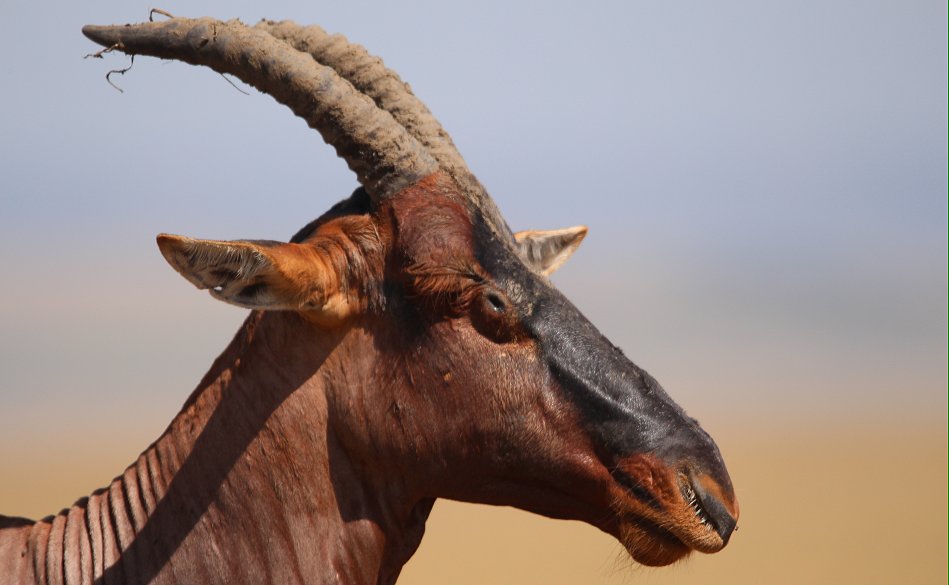 Masai Mara Wildlife