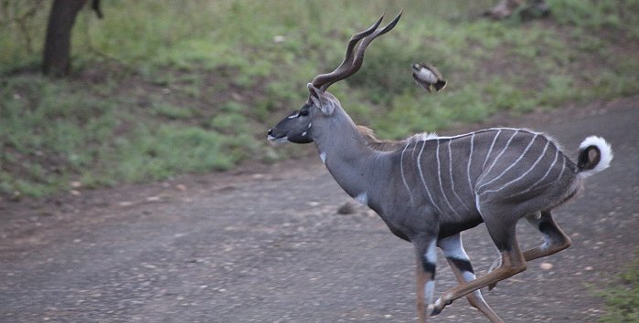 Game Drive im Tsavo West