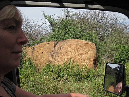 Game Drive im Tsavo West