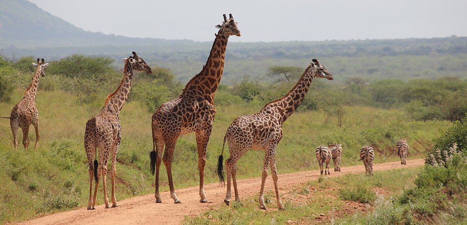 Tsavo Game Drive