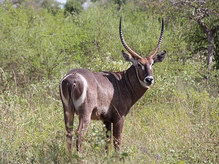 Tsavo Game Drive