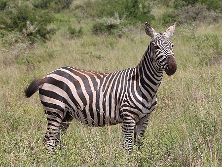 Tsavo Game Drive