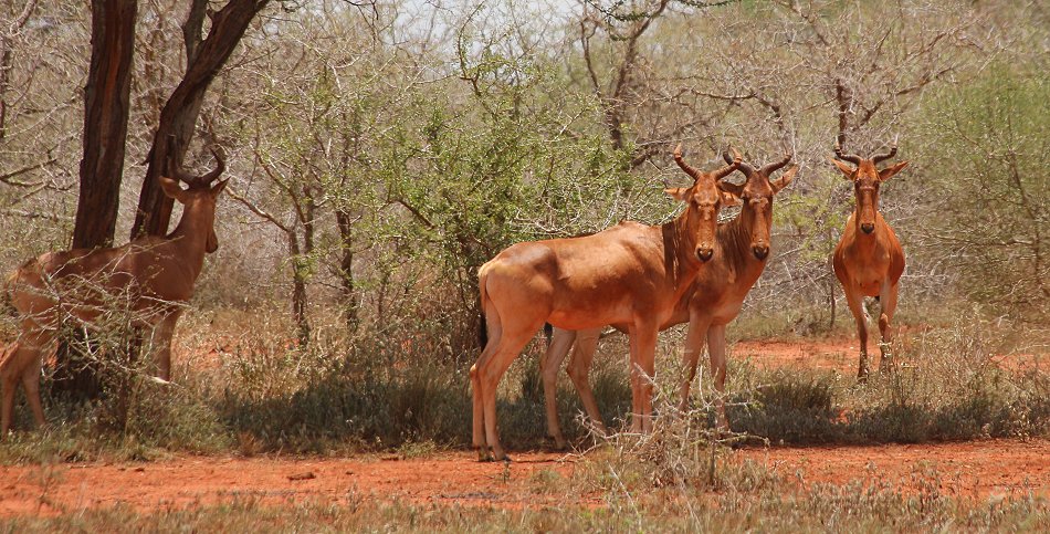 Tsavo Game Drive