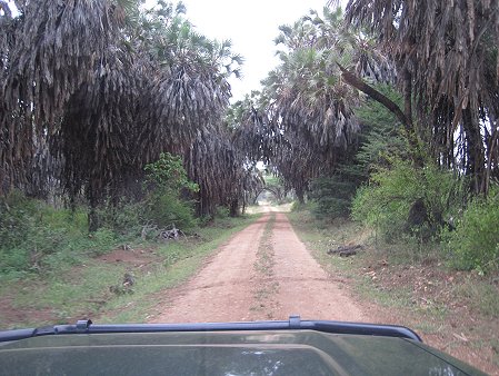 Game Drive im Tsavo West