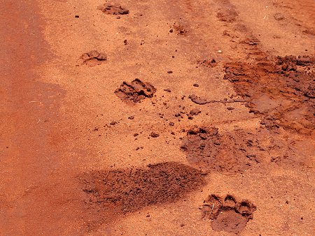 Tsavo Game Drive