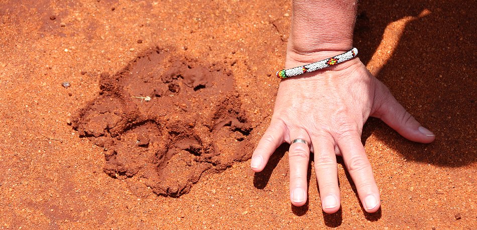 Tsavo Game Drive